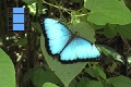 Sene 40_Morpho on Leaf 2